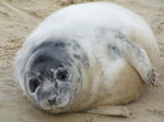 SX11300 Cute Grey or atlantic seal pup on beach (Halichoerus grypsus).jpg